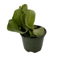 Angola Staghorn Fern - Platycerium Elephantotis - 4" Pot - Collector's Series 9 Angola Staghorn Fern - Platycerium Elephantotis - 4" Pot - Collector's Series -Cheap Plants Store angolastag4in 87821.1690932462