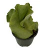 Angola Staghorn Fern - Platycerium Elephantotis - 4" Pot - Collector's Series 1 Angola Staghorn Fern - Platycerium Elephantotis - 4" Pot - Collector's Series -Cheap Plants Store angolastaghorn4in 85959.1690932462