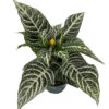 Aphelandra Zebra Plant - Exotic & Unusual House Plant - 6" Pot 2 Aphelandra Zebra Plant - Exotic & Unusual House Plant - 6" Pot -Cheap Plants Store aphel6newtb 26025.1661885032