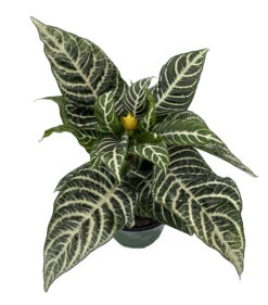 Aphelandra Zebra Plant - Exotic & Unusual House Plant - 6" Pot