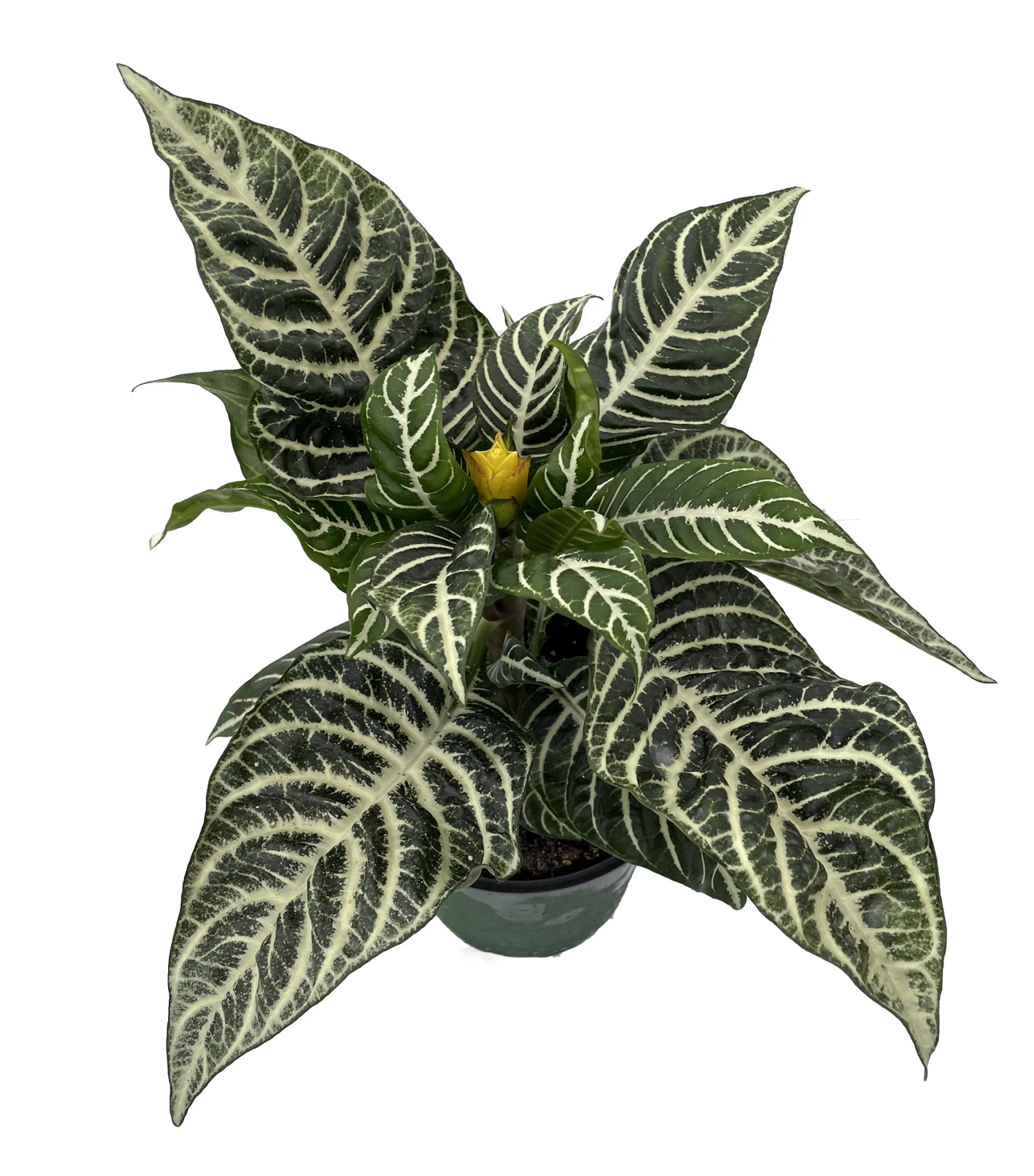 Aphelandra Zebra Plant - Exotic & Unusual House Plant - 6" Pot 3 Aphelandra Zebra Plant - Exotic & Unusual House Plant - 6" Pot
