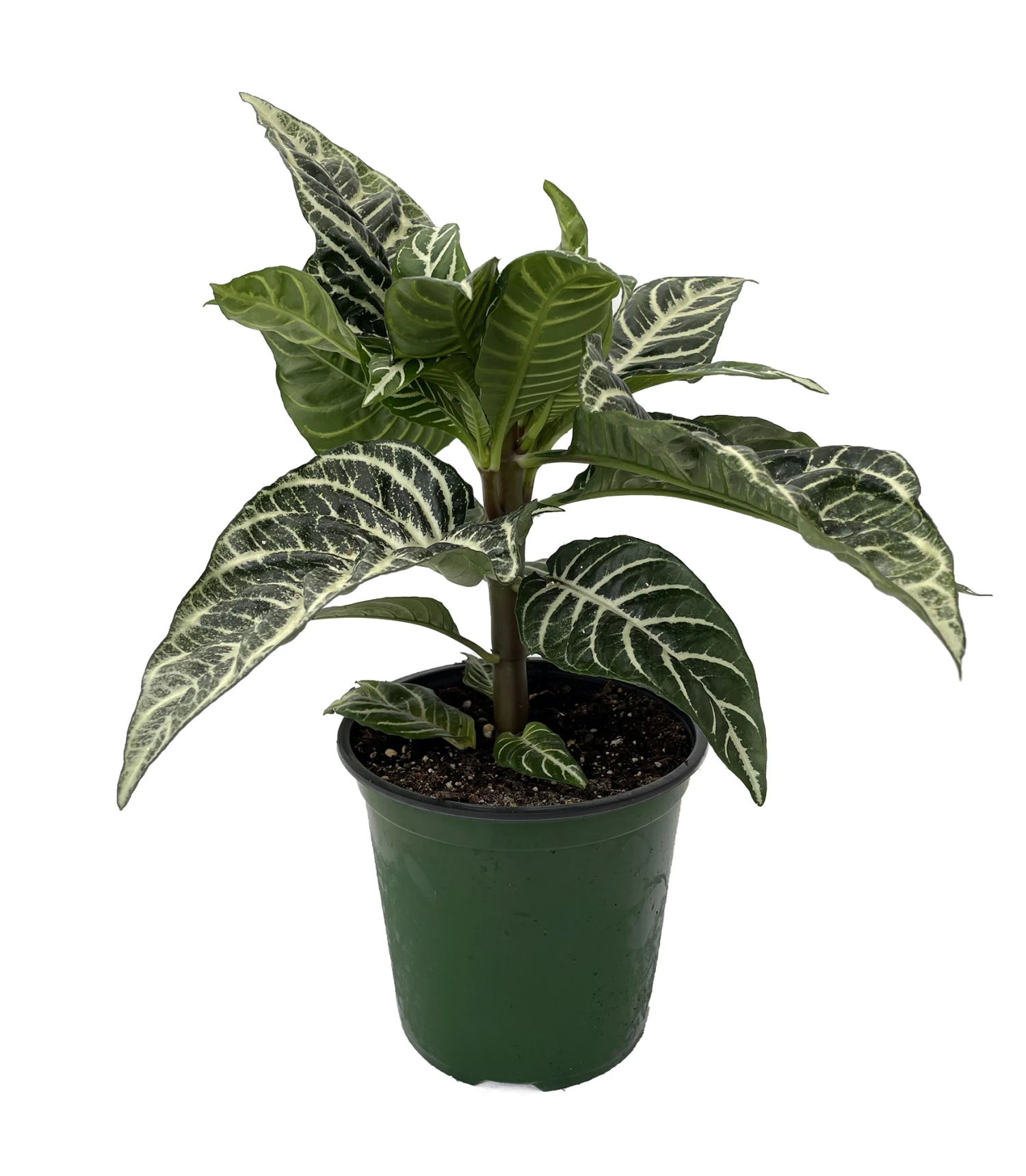 Aphelandra Zebra Plant - Exotic & Unusual House Plant - 6" Pot 4 Aphelandra Zebra Plant - Exotic & Unusual House Plant - 6" Pot - Image 2