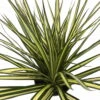 Kiwi Dragon Tree - Dracaena Marginata - 6" Pot - Easy To Grow House Plant 1 Kiwi Dragon Tree - Dracaena Marginata - 6" Pot - Easy To Grow House Plant -Cheap Plants Store api0nbwyy 10634.1592317521