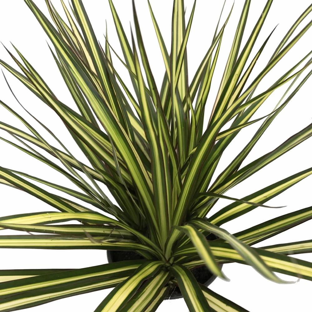 Kiwi Dragon Tree - Dracaena Marginata - 6" Pot - Easy To Grow House Plant 3 Kiwi Dragon Tree - Dracaena Marginata - 6" Pot - Easy To Grow House Plant