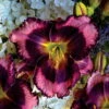 Rainbow Rhythm® Storm Shelter Daylily - Hemerocallis - Gallon Pot -Proven Winners 2 Rainbow Rhythm® Storm Shelter Daylily - Hemerocallis - Gallon Pot -Proven Winners -Cheap Plants Store api1graja 84718.1592329394