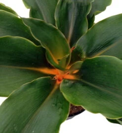 Orange Mandarin Spider Plant - Chlorophytum - Easy To Grow - 6" Pot 7 Orange Mandarin Spider Plant - Chlorophytum - Easy To Grow - 6" Pot -Cheap Plants Store api1kgsy1 93927.1592330589