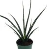 Fernwood Mikado Snake Plant - Sanseveria - Almost Impossible To Kill - 5" Pot 1 Fernwood Mikado Snake Plant - Sanseveria - Almost Impossible To Kill - 5" Pot -Cheap Plants Store api1xrj08 26708.1592323876