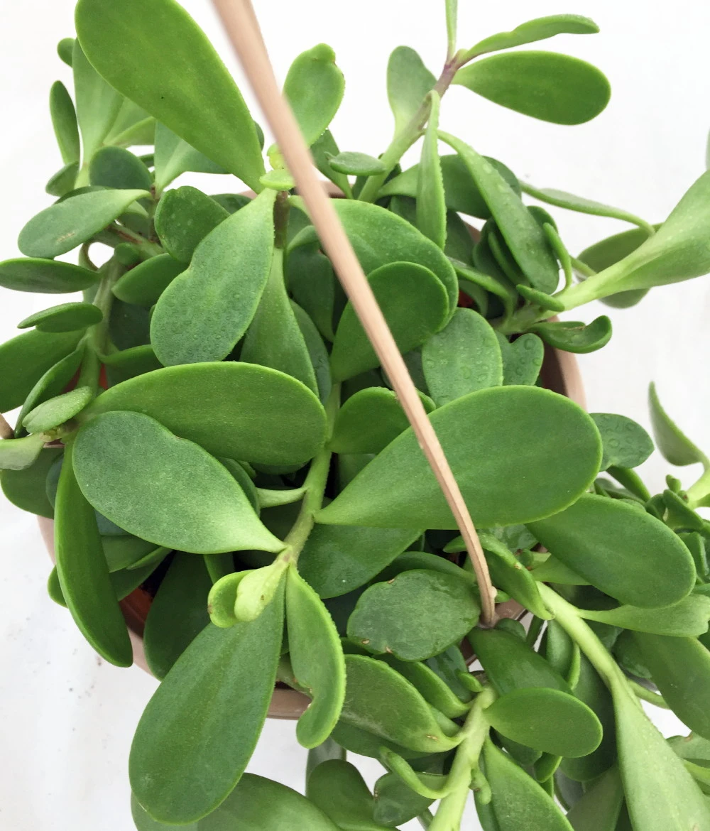 Trailing Jade Plant - Senecio - Easy To Grow House Plant - 6" Hanging Basket 4 Trailing Jade Plant - Senecio - Easy To Grow House Plant - 6" Hanging Basket - Image 2