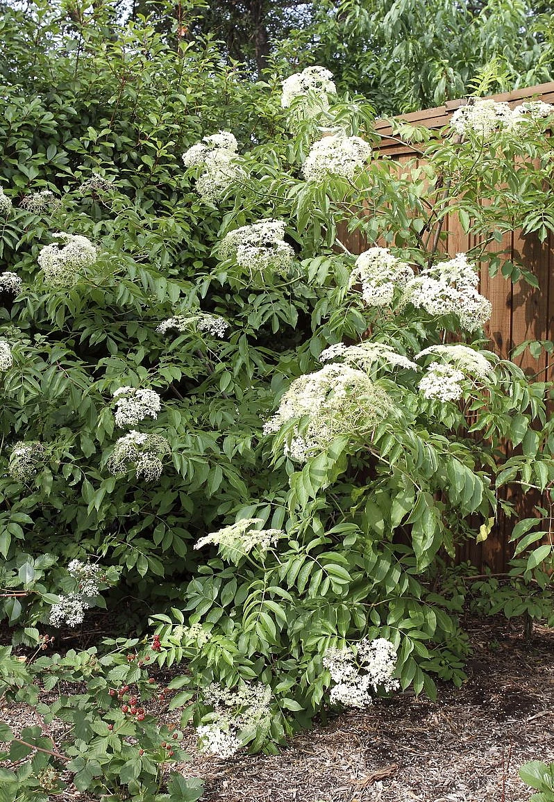Ranch Elderberry Perennial Shrub - Sambucus - 3.25" Pot 4 Ranch Elderberry Perennial Shrub - Sambucus - 3.25" Pot - Image 2
