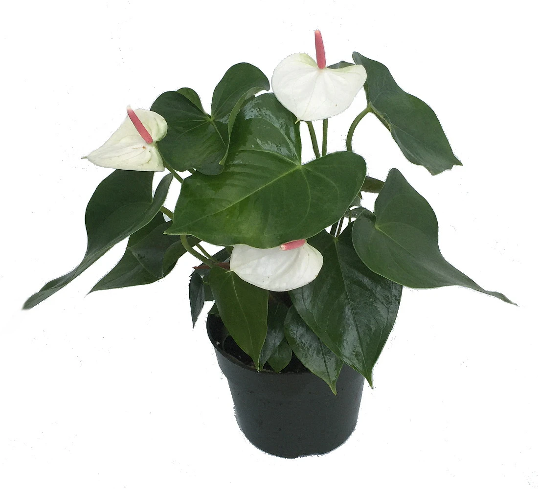 Beauty White Heart Anthurium Plant - Easy To Grow Blooming House Plant - 6" Pot 3 Beauty White Heart Anthurium Plant - Easy To Grow Blooming House Plant - 6" Pot