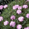 Tiny Rubies Dianthus - Fragrant/Hardy Groundcover - Quart Pot 2 Tiny Rubies Dianthus - Fragrant/Hardy Groundcover - Quart Pot -Cheap Plants Store api3kcuxd 58085.1592323727