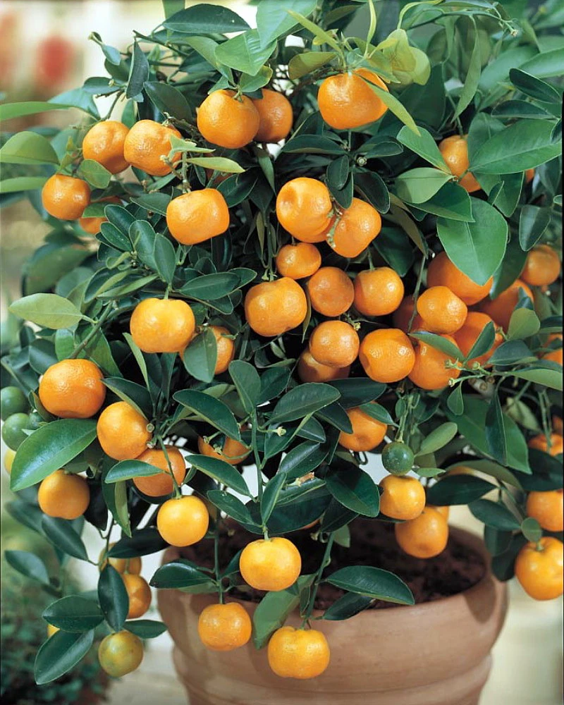 Miniature Orange Tree - Calamondin -8" Pot-NO SHIPPING TO TX, FL, AZ, CA, LA, HI 6 Miniature Orange Tree - Calamondin -8" Pot-NO SHIPPING TO TX, FL, AZ, CA, LA, HI - Image 4