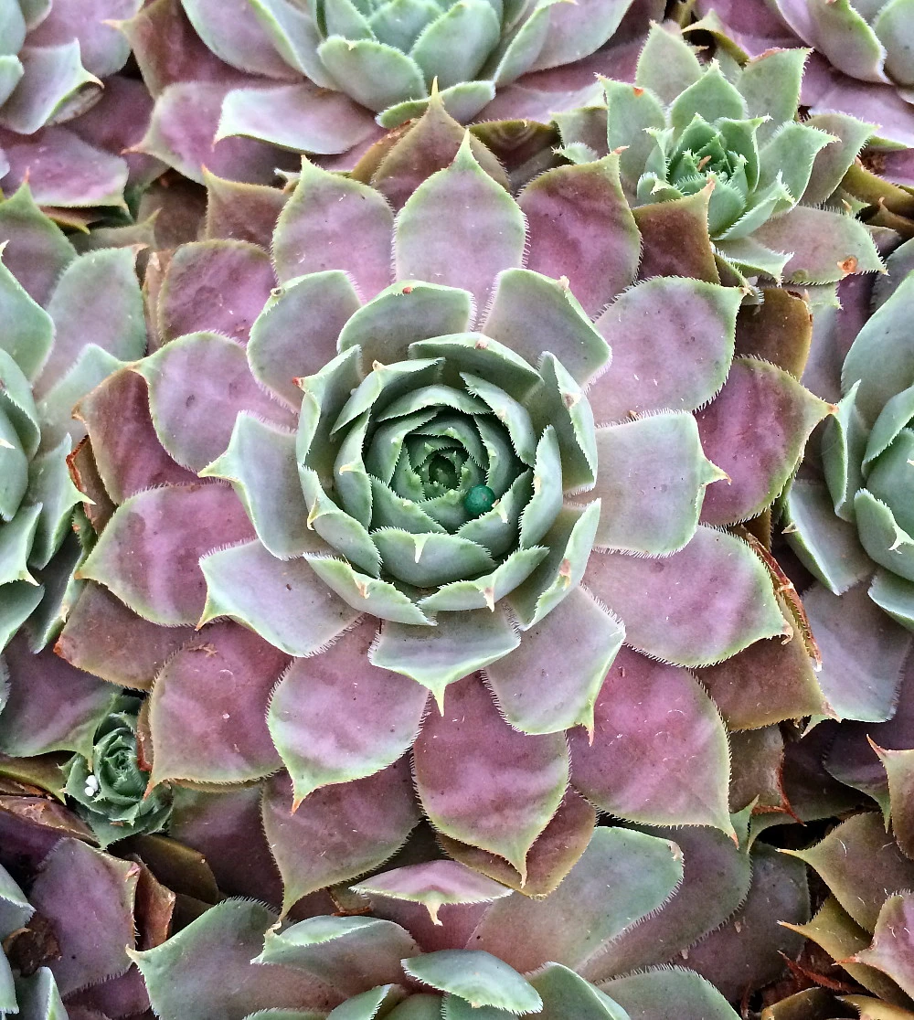 Desert Bloom Hens & Chicks - Sempervivum - Very Hardy - Quart Pot 4 Desert Bloom Hens & Chicks - Sempervivum - Very Hardy - Quart Pot - Image 2