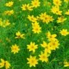 Zagreb Coreopsis Perennial Plant - AGM WINNER - Quart Pot 1 Zagreb Coreopsis Perennial Plant - AGM WINNER - Quart Pot -Cheap Plants Store api3pc3yh 41682.1592329768