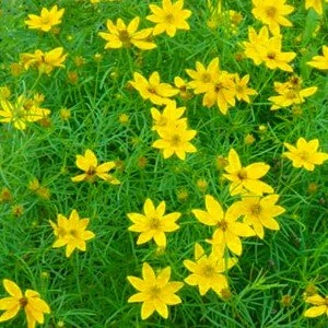 Zagreb Coreopsis Perennial Plant - AGM WINNER - Quart Pot 3 Zagreb Coreopsis Perennial Plant - AGM WINNER - Quart Pot