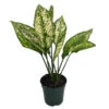 Wintry Winehouse Chinese Evergreen Plant - Aglaonema - Low Light - 4" Pot 2 Wintry Winehouse Chinese Evergreen Plant - Aglaonema - Low Light - 4" Pot -Cheap Plants Store api42nsvd 47457.1592324531