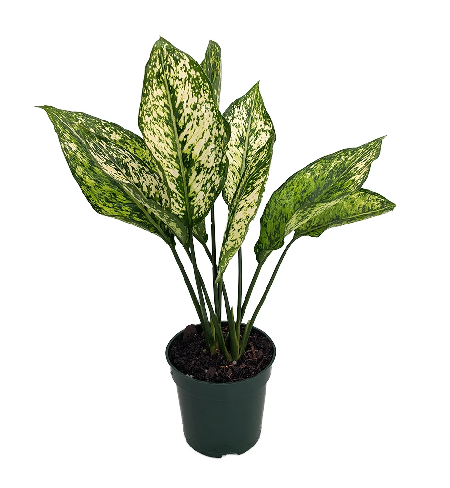 Wintry Winehouse Chinese Evergreen Plant - Aglaonema - Low Light - 4" Pot 3 Wintry Winehouse Chinese Evergreen Plant - Aglaonema - Low Light - 4" Pot