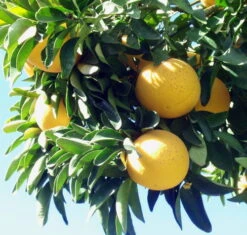 Cheap Plants Store 22 Cheap Plants Store -Cheap Plants Store api5rlgd2 81569.1592317843