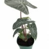 Ivory Coast African Mask Plant - Elephant Ear - Alocasia - Indoors/Out - 6" Pot 2 Ivory Coast African Mask Plant - Elephant Ear - Alocasia - Indoors/Out - 6" Pot -Cheap Plants Store api6azxw1 01762.1592318076