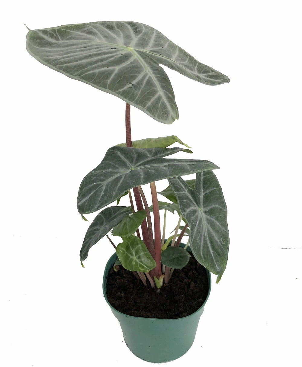Ivory Coast African Mask Plant - Elephant Ear - Alocasia - Indoors/Out - 6" Pot 3 Ivory Coast African Mask Plant - Elephant Ear - Alocasia - Indoors/Out - 6" Pot