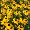 Black-Eyed Susan Goldsturm Rudbeckia - Live Plant - Gallon Pot 1 Black-Eyed Susan Goldsturm Rudbeckia - Live Plant - Gallon Pot -Cheap Plants Store api6olmhm 96019.1592330117