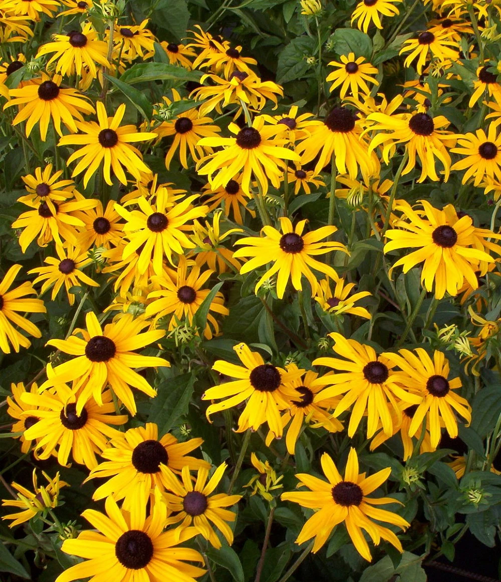 Black-Eyed Susan Goldsturm Rudbeckia - Live Plant - Gallon Pot 3 Black-Eyed Susan Goldsturm Rudbeckia - Live Plant - Gallon Pot