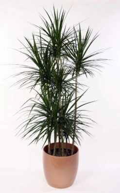 Madagascar Dragon Tree - Dracaena Marginata - 6" Pot - Easy To Grow House Plant 7 Madagascar Dragon Tree - Dracaena Marginata - 6" Pot - Easy To Grow House Plant -Cheap Plants Store api6s1drj 83655.1592332114