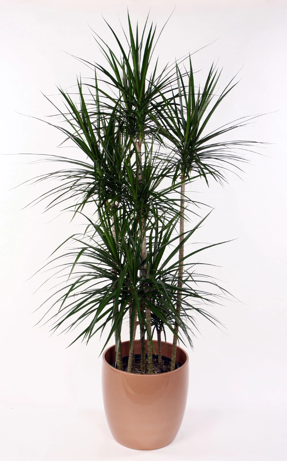 Madagascar Dragon Tree - Dracaena Marginata - 6" Pot - Easy To Grow House Plant 5 Madagascar Dragon Tree - Dracaena Marginata - 6" Pot - Easy To Grow House Plant - Image 3