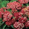 Cinderella Butterfly Flower Perennial - Asclepias - Live Plant - Gallon Pot 2 Cinderella Butterfly Flower Perennial - Asclepias - Live Plant - Gallon Pot -Cheap Plants Store api6sjrg9 03421.1592318783