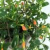 Premium Goldfish Plant - 6" Hanging Basket - Blooms Frequently! 1 Premium Goldfish Plant - 6" Hanging Basket - Blooms Frequently! -Cheap Plants Store api6ye5aq 08238.1592326029