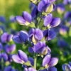 Decadence® Blueberry Sundae Baptisia - False Indigo - Gallon Pot 2 Decadence® Blueberry Sundae Baptisia - False Indigo - Gallon Pot -Cheap Plants Store api75f8pi 60765.1592332068
