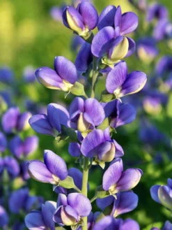 New Arrival 12 DecadenceĀ® Blueberry Sundae Baptisia - False Indigo - Gallon Pot