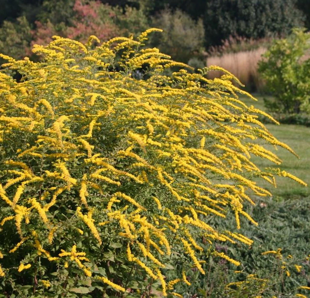 Fireworks Goldenrod Perennial - Solidago Rugosa - Quart Pot 4 Fireworks Goldenrod Perennial - Solidago Rugosa - Quart Pot - Image 2