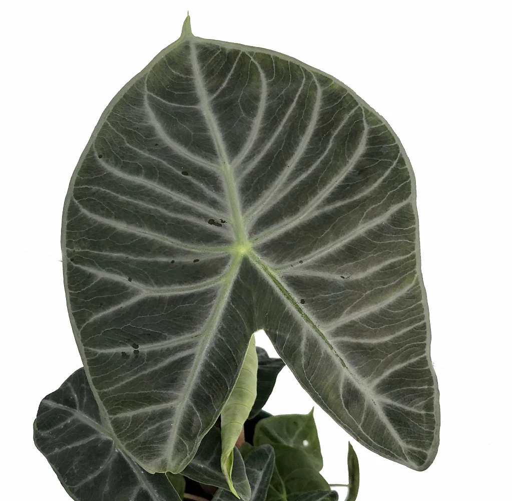 Ivory Coast African Mask Plant - Elephant Ear - Alocasia - Indoors/Out - 6" Pot 4 Ivory Coast African Mask Plant - Elephant Ear - Alocasia - Indoors/Out - 6" Pot - Image 2