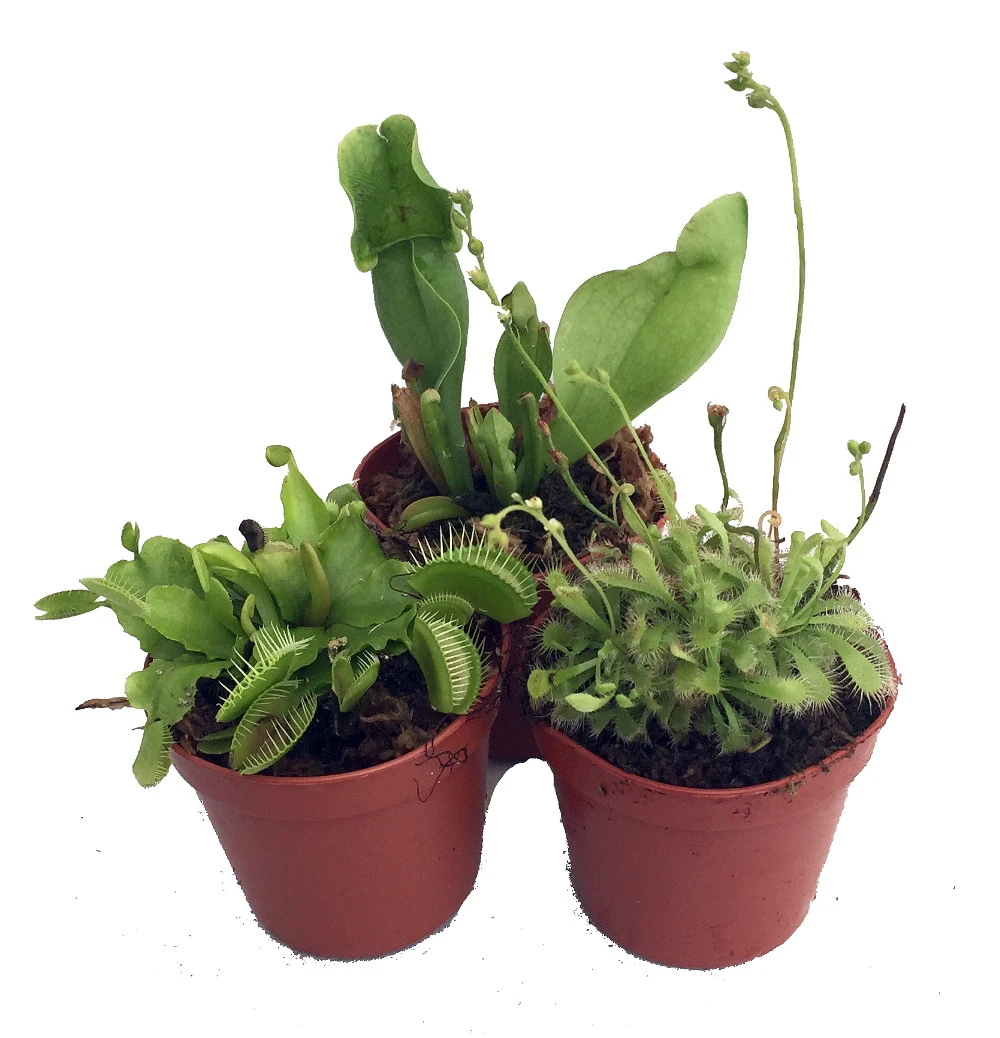 Carnivorous Terrarium Plants - Assortment Of 3 Plants In 2" Pots 3 Carnivorous Terrarium Plants - Assortment Of 3 Plants In 2" Pots