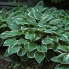Francee Hosta - Extremely Sun Tolerant - Quart Pot 1 Francee Hosta - Extremely Sun Tolerant - Quart Pot -Cheap Plants Store apiaip1so 52983.1592325375