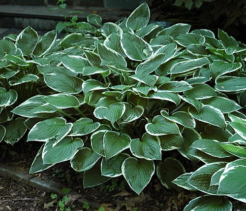Francee Hosta - Extremely Sun Tolerant - Quart Pot 3 Francee Hosta - Extremely Sun Tolerant - Quart Pot