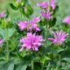 Sugar Buzz® Lilac Lollipop Bee Balm - Monarda - Purple - Quart Pot 2 Sugar Buzz® Lilac Lollipop Bee Balm - Monarda - Purple - Quart Pot -Cheap Plants Store apialmyev 89914.1592323410