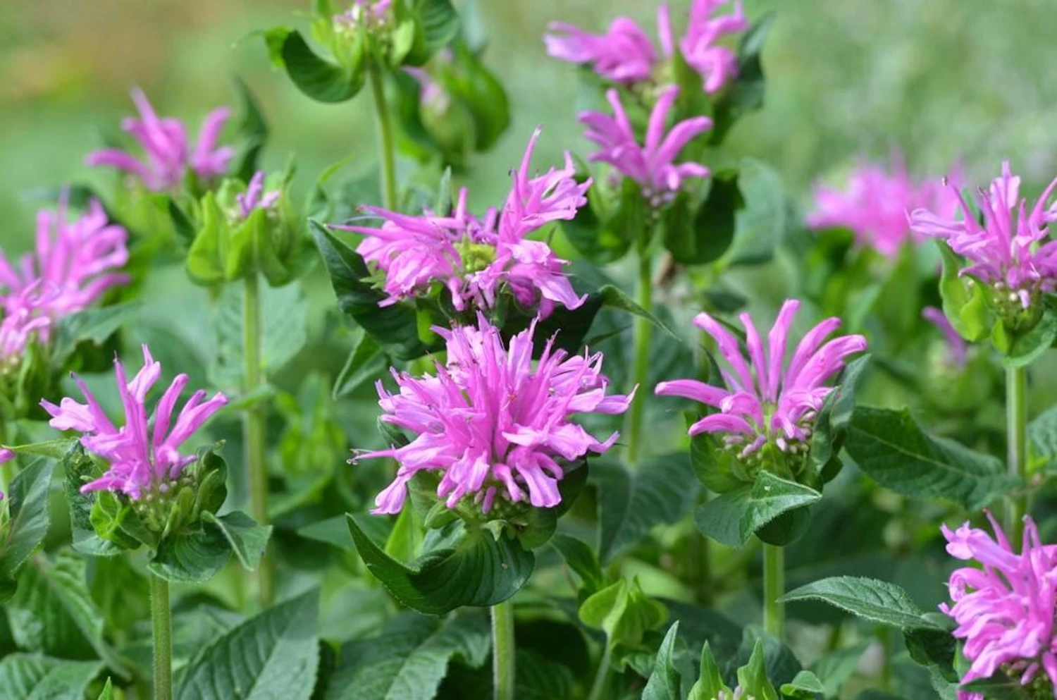 Sugar Buzz® Lilac Lollipop Bee Balm - Monarda - Purple - Quart Pot 3 Sugar Buzz® Lilac Lollipop Bee Balm - Monarda - Purple - Quart Pot