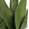 Moonshine Snake Plant - Sanseveria - Almost Impossible To Kill - 6" Pot 2 Moonshine Snake Plant - Sanseveria - Almost Impossible To Kill - 6" Pot -Cheap Plants Store apiatwlvl 65573.1592324966