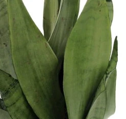 Moonshine Snake Plant - Sanseveria - Almost Impossible To Kill - 6" Pot