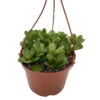Trailing Jade Plant - Senecio - Easy To Grow House Plant - 6" Hanging Basket 2 Trailing Jade Plant - Senecio - Easy To Grow House Plant - 6" Hanging Basket -Cheap Plants Store apiavbj9b 31838.1613837832