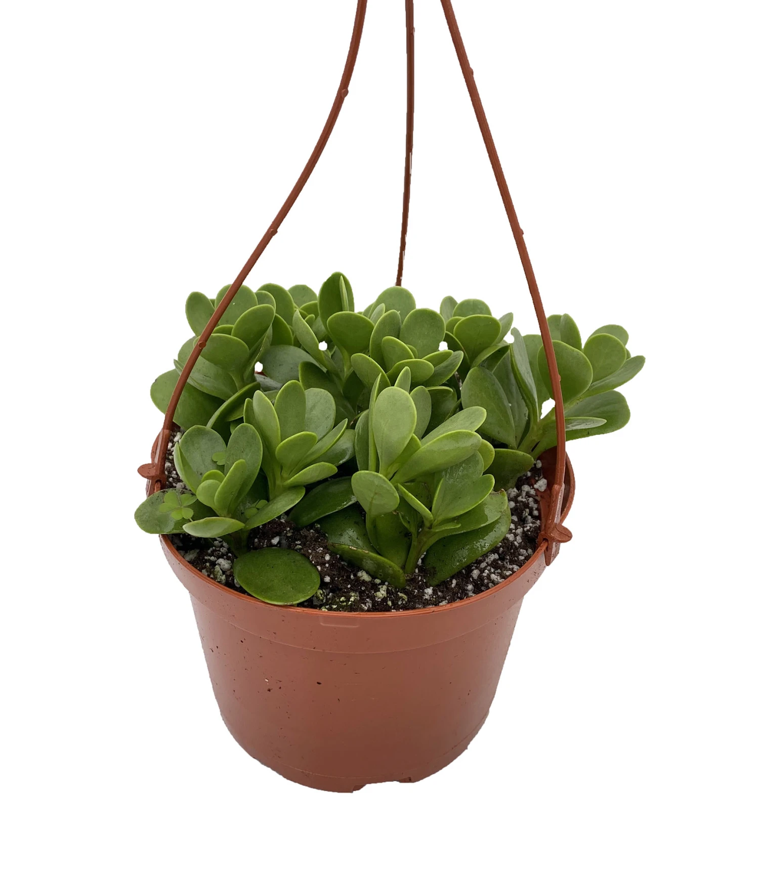 Trailing Jade Plant - Senecio - Easy To Grow House Plant - 6" Hanging Basket 3 Trailing Jade Plant - Senecio - Easy To Grow House Plant - 6" Hanging Basket