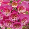 Camelot Rose Foxglove - Digitalis - Hardy Perennial - Quart Pot 2 Camelot Rose Foxglove - Digitalis - Hardy Perennial - Quart Pot -Cheap Plants Store apiaw5gti 34060.1592325738