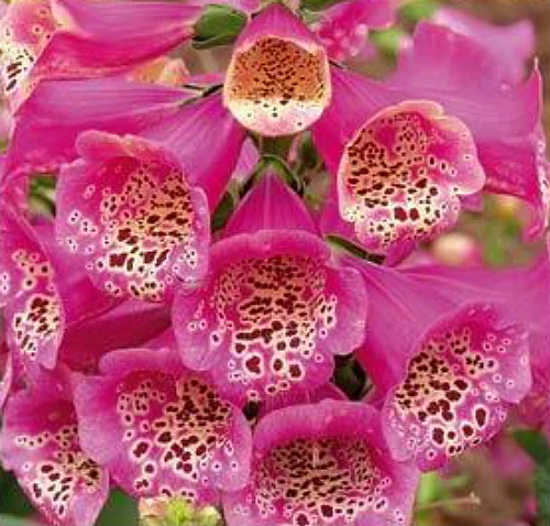 Camelot Rose Foxglove - Digitalis - Hardy Perennial - Quart Pot 3 Camelot Rose Foxglove - Digitalis - Hardy Perennial - Quart Pot