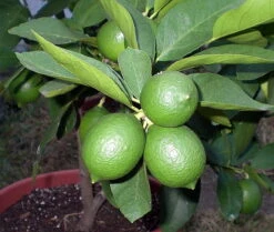 Persian Lime Tree - Fruit Bearing Size -6" Pot-NO SHIP To TX, FL, AZ, CA, LA, HI 8 Persian Lime Tree - Fruit Bearing Size -6" Pot-NO SHIP To TX, FL, AZ, CA, LA, HI -Cheap Plants Store apiaxhy0x 16910.1592323062