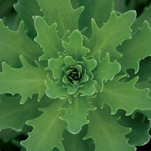 Thundercloud Sedum - Hardy Perennial Groundcover - Quart Pot 4 Thundercloud Sedum - Hardy Perennial Groundcover - Quart Pot - Image 2