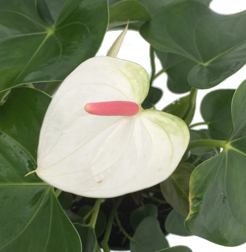 Beauty White Heart Anthurium Plant - Easy To Grow Blooming House Plant - 6" Pot 4 Beauty White Heart Anthurium Plant - Easy To Grow Blooming House Plant - 6" Pot - Image 2