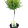 Lemon Scented Goldcrest Mini Poodle Cypress Tree - 4.5" Pot 1 Lemon Scented Goldcrest Mini Poodle Cypress Tree - 4.5" Pot -Cheap Plants Store apibfbfjz 83823.1592324285