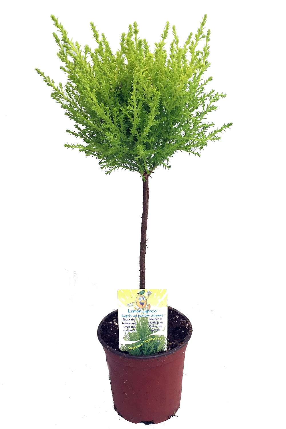 Lemon Scented Goldcrest Mini Poodle Cypress Tree - 4.5" Pot 3 Lemon Scented Goldcrest Mini Poodle Cypress Tree - 4.5" Pot